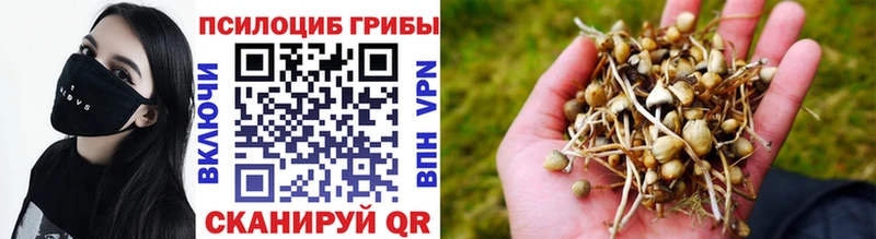 Псилоцибиновые грибы Cubensis цена Могоча